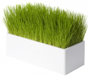Fair Way pot à herbe par Racine Carré